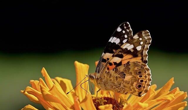 A trans-oceanic flight of over 4,200 km by painted lady butterflies – Nature.com