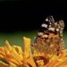 A trans-oceanic flight of over 4,200 km by painted lady butterflies – Nature.com