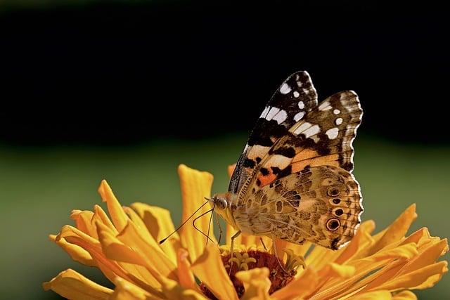 A trans-oceanic flight of over 4,200 km by painted lady butterflies – Nature.com