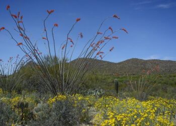 Tucson: The US’s ancient, underrated culinary capital – BBC.com