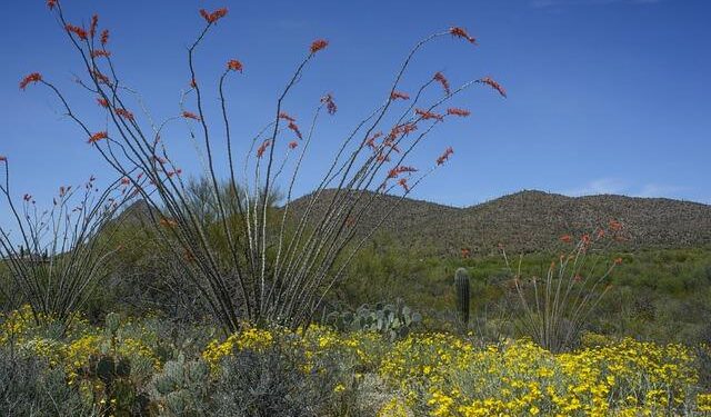 Tucson: The US’s ancient, underrated culinary capital – BBC.com