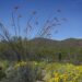 Tucson: The US’s ancient, underrated culinary capital – BBC.com