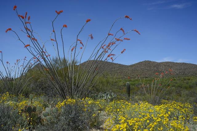 Tucson: The US’s ancient, underrated culinary capital – BBC.com