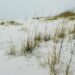 Gulf of America Day, 2025 – The White House