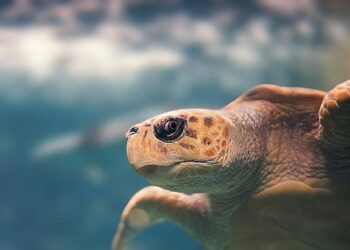 Guadeloupe profile – BBC.com