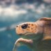Guadeloupe profile – BBC.com
