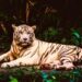 In a fight to save a rare bird, Indigenous communities in Guyana are winning – Mongabay.com