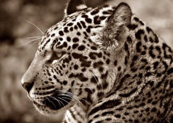Researchers detect two of Suriname’s most powerful jaguar trafficking networks – Mongabay.com