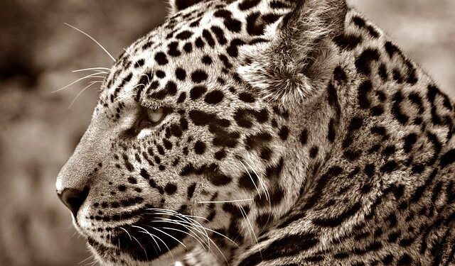 Researchers detect two of Suriname’s most powerful jaguar trafficking networks – Mongabay.com