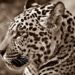 Researchers detect two of Suriname’s most powerful jaguar trafficking networks – Mongabay.com