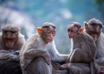 Monkey problem: St Kitts’ great attraction becomes great headache – BBC.com