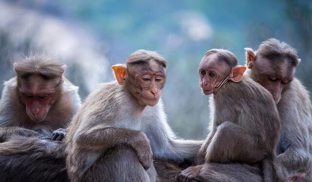 Monkey problem: St Kitts’ great attraction becomes great headache – BBC.com