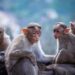 Monkey problem: St Kitts’ great attraction becomes great headache – BBC.com