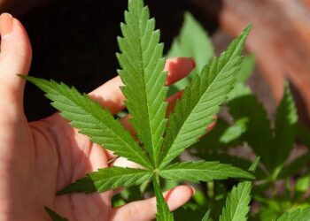Medical Marijuana | Pros, Cons, Debate, Arguments, Health Care, Cannabis, CBD, & THC – Britannica
