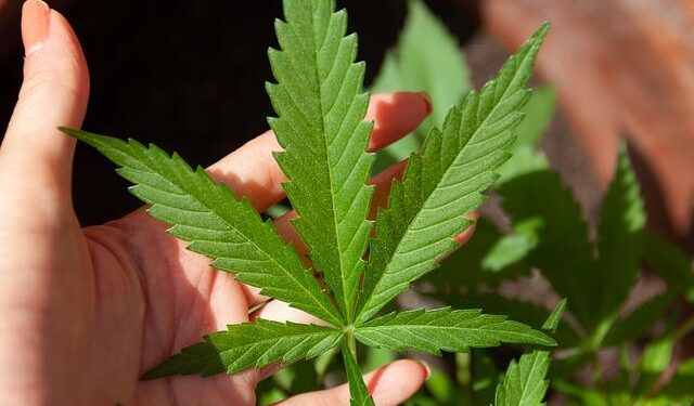 Medical Marijuana | Pros, Cons, Debate, Arguments, Health Care, Cannabis, CBD, & THC – Britannica