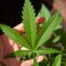 Medical Marijuana | Pros, Cons, Debate, Arguments, Health Care, Cannabis, CBD, & THC – Britannica