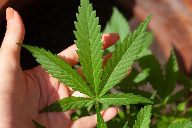 Medical Marijuana | Pros, Cons, Debate, Arguments, Health Care, Cannabis, CBD, & THC – Britannica