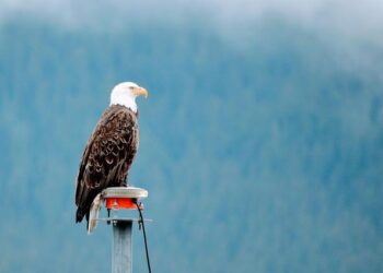 Alaska Energy Metals Hails US Presidential Executive Order on Domestic Critical Mineral Mining and Implications for the Nikolai Nickel Project, Alaska, USA – Yahoo Finance