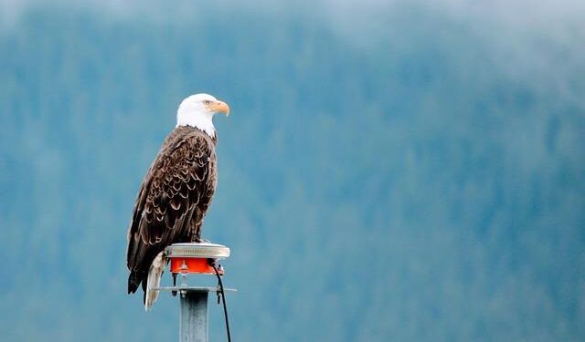 Alaska Energy Metals Hails US Presidential Executive Order on Domestic Critical Mineral Mining and Implications for the Nikolai Nickel Project, Alaska, USA – Yahoo Finance