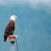 Alaska Energy Metals Hails US Presidential Executive Order on Domestic Critical Mineral Mining and Implications for the Nikolai Nickel Project, Alaska, USA – Yahoo Finance