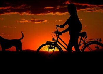 Travel With a Pet | Animal and Plant Health Inspection Service – USDA APHIS