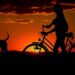 Travel With a Pet | Animal and Plant Health Inspection Service – USDA APHIS