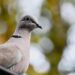 1st bird flu death in the US reported in Louisiana – ABC News