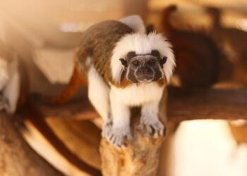 Monkey mayhem in South Carolina after 43 primates escape research facility – CNN