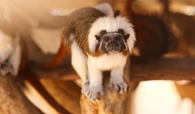 Monkey mayhem in South Carolina after 43 primates escape research facility – CNN