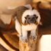 Monkey mayhem in South Carolina after 43 primates escape research facility – CNN