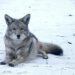 Catch the Coyotes at the U.S. Olympic Trials – University of South Dakota Athletics