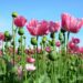 How Fentanyl Laid Waste to Guatemala’s Time-Worn Opium Trade – The New York Times