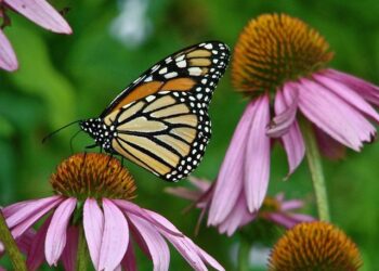 Monarch butterflies are on the move. When they’ll arrive in Michigan – Lansing State Journal