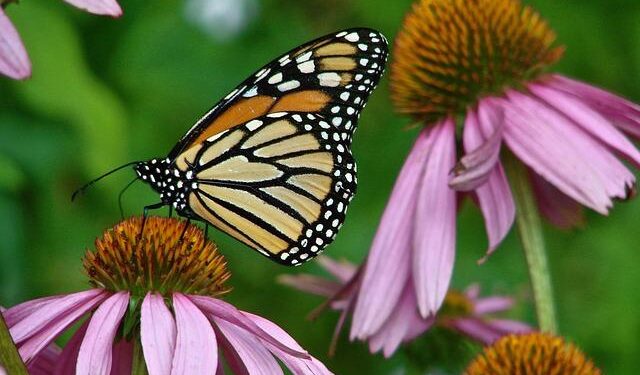 Monarch butterflies are on the move. When they’ll arrive in Michigan – Lansing State Journal