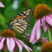 Monarch butterflies are on the move. When they’ll arrive in Michigan – Lansing State Journal