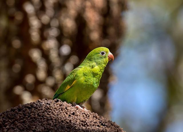 AFSCME fights back to save Voice of America – afscme