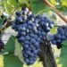 Kudzu: The Invasive Vine that Ate the South – The Nature Conservancy