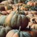 Pumpkins: Background & Statistics – usda.gov