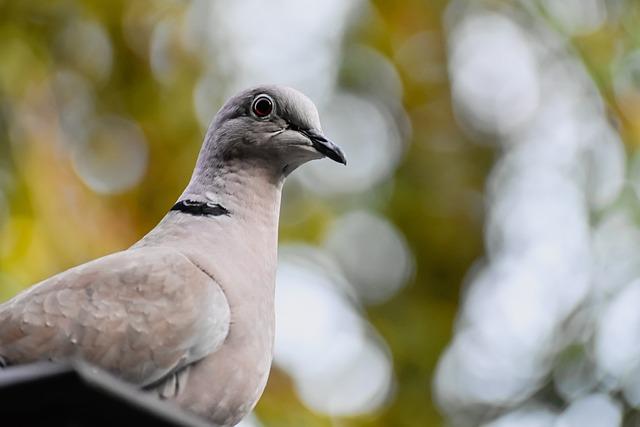 Bird flu latest updates: Wyoming confirms state’s 1st human case of bird flu, bringing total to 70 across 13 states – Yahoo