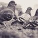 Bird flu outbreak in Georgia threatens US chicken exports, trade group says – Reuters