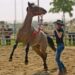 Wild horses seen escaping wildfires in Nevada – BBC.com