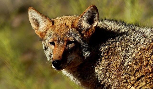 Coyote numbers are often higher in areas where they are hunted – @theU
