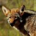 Coyote numbers are often higher in areas where they are hunted – @theU
