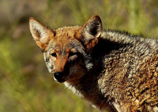 Coyote numbers are often higher in areas where they are hunted – @theU
