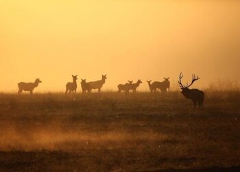 History of Elk in PA – Governor Tom Wolf
