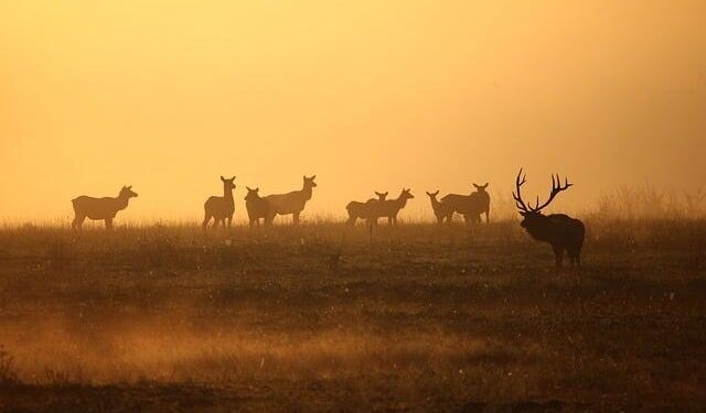 History of Elk in PA – Governor Tom Wolf