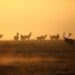History of Elk in PA – Governor Tom Wolf
