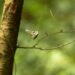 Wildfire smoke from Canada, U.S. casts haze over Maine skies – WGME