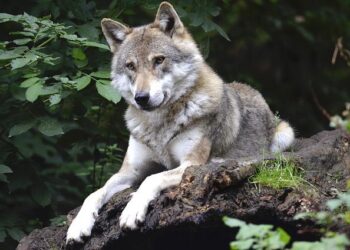 US Agency Kills Colorado Wolf in Wyoming Where It Was Suspected of Killing Sheep – U.S. News & World Report