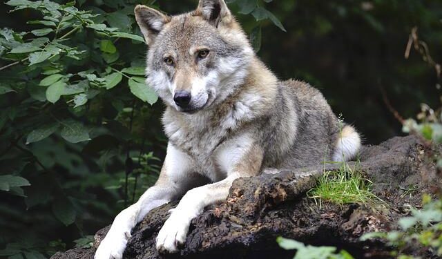 US Agency Kills Colorado Wolf in Wyoming Where It Was Suspected of Killing Sheep – U.S. News & World Report